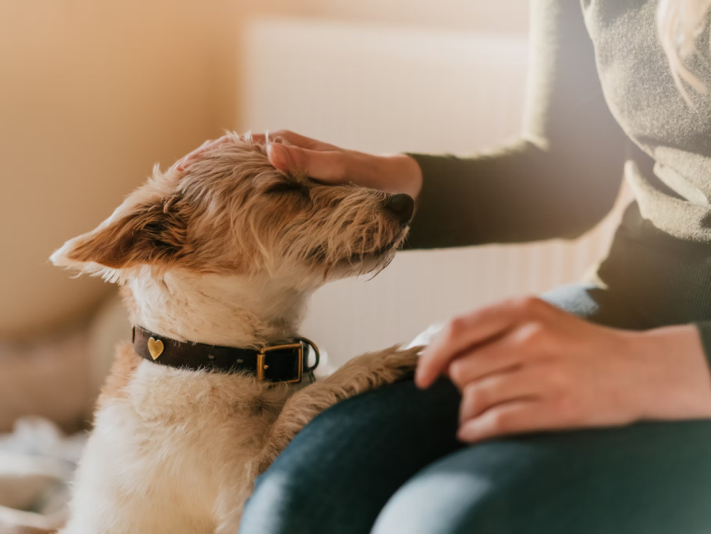 Pet-Friendly House Cleaning Tips for Pet Owners